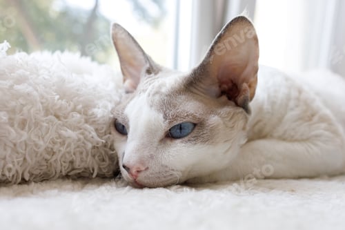 Preview: The kitty put his muzzle on the white mat. White Devonrex kitty with blue eyes.