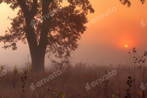 Preview: Misty autumn forest in the mountains. Beautiful mystical landscape