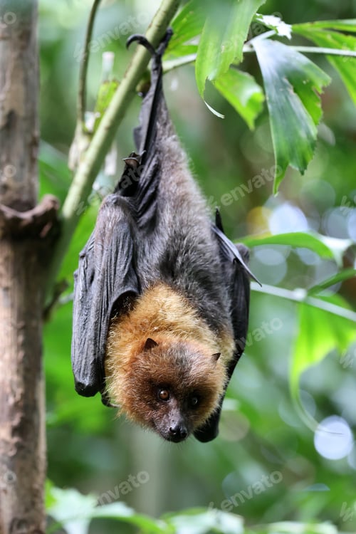 Preview: Pteropodidae bat on tree branch close up