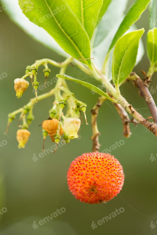 Preview: Close-up of Ripening Strawberry Tree Fruit