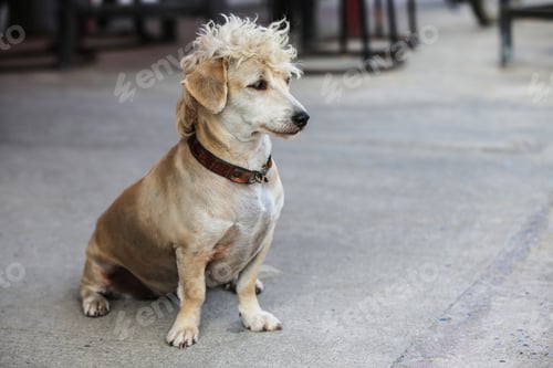 Preview: Portrait of a dog with stylish haircut