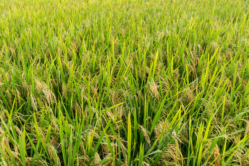 Preview: Paddy rice field