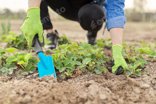 Preview: Woman gardener in gloves with garden shovel working in spring strawberry field