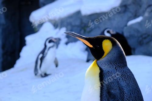 Preview: Penguin standing in a row in a snowy landscape on a sunny day