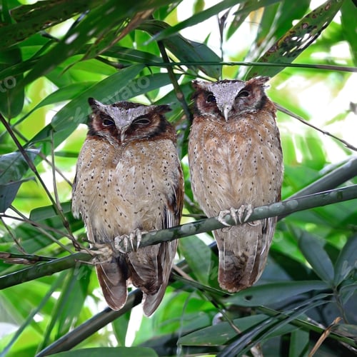 Preview: White-fronted Scops Owls