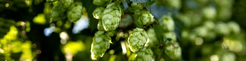 Preview: Banner 4x1 leaves, green hop cones on branches