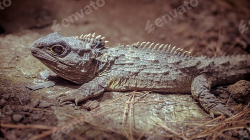 Preview: Sunbathing Tuatara vintage toning