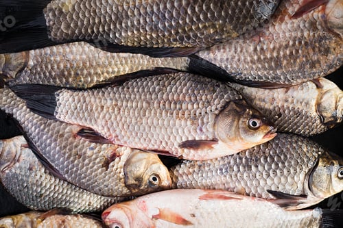 Preview: The raw crucians fish, live raw fish, crucian carp close-up. Top view, above, texture