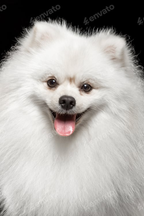 Preview: Pomeranian dog with fluffy white coat posing against black background in a studio setting