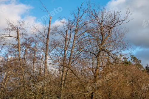 Preview: Barren Trees Stand Proud In Normandy Park, Washington In December.