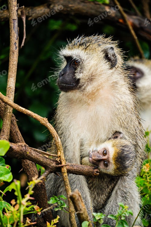 Preview: Monkey Primate Mammals Wild Wildlife Animals Nairobi National Park Kenya