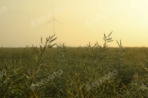 Preview: Rapeseed field with dew. Beautiful summer morning