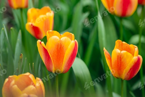 Preview: Close-up of of spring-blooming red-yellow tulips flower in the garden.