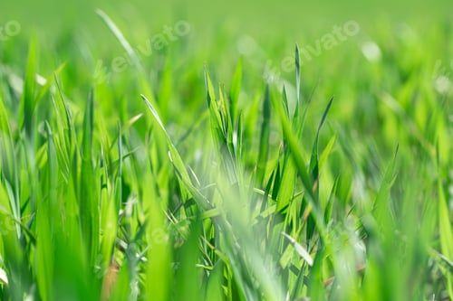 Preview: Beautiful green wheat fields in Ukraine. Green wheat sprouts in a field, close-up.