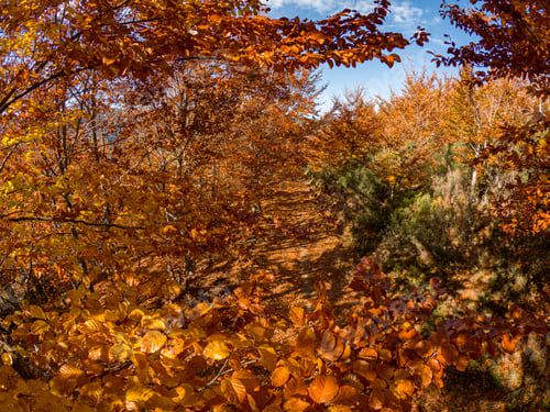 Preview: Autumn forest pathway leaves