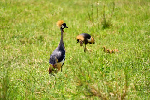Preview: Crested Crane bird with chicks in the savannah