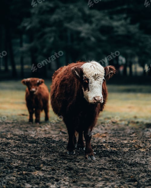 Preview: Vertical shot of two Scottish highland cows in a paddock