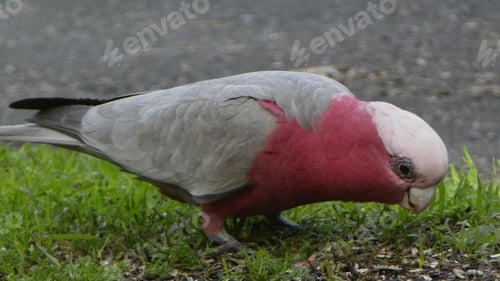 Preview: Close up of Galah cockatoo bird feeding on green grass