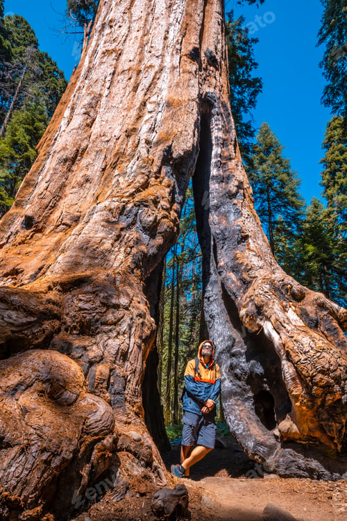 Preview: Sequoia National Park, a young man entering a giant tree, California