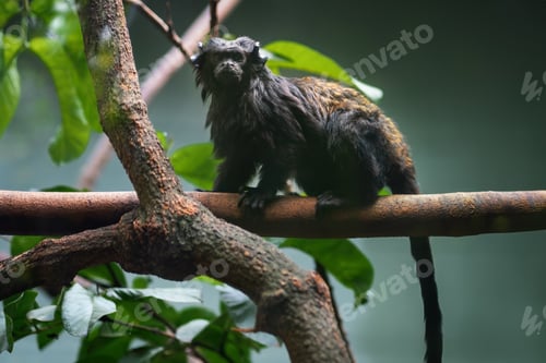 Preview: Black Tamarin monkey (Saguinus niger)