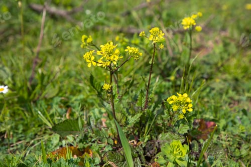 Preview: Sinapis arvensis Turkish name: Mustard grass close-up, beauty of spring. Yellow mustard herbs.