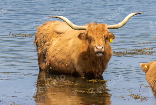Preview: Scottish highland cow bathing in the cold water in Scotland