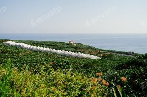 Preview: Big Banana plantation with sky in background