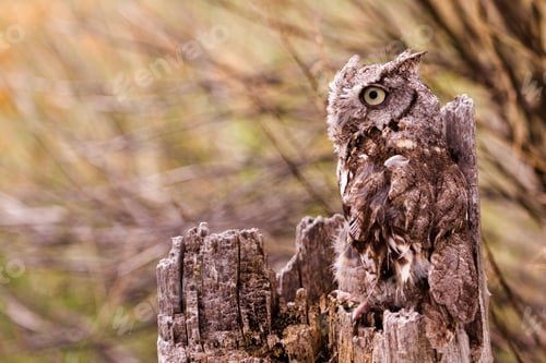 Preview: Western Screech Owl