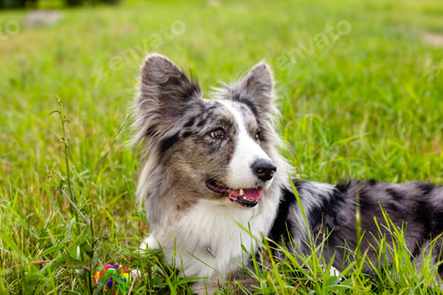 Preview: Welsh Corgi Cardigan on green grass outdoor