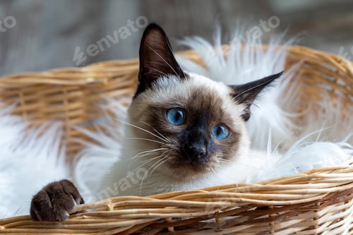 Preview: Cute kitten siamese cat indoor