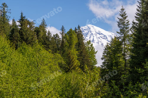 Preview: Majestic Mount Rainier rising above forests and river in the national park