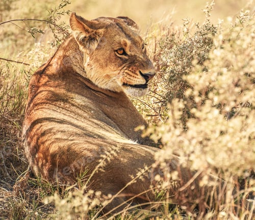 Preview: A Beautiful and Breathtaking Botswana Wildlife pictures