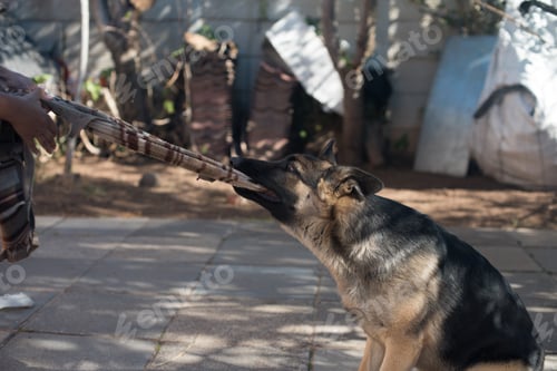 Preview: German shepherd dog playing tug of war with owner