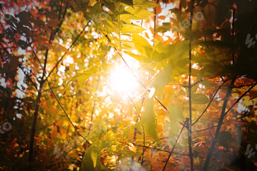 Preview: a gorgeous sunbeam through the autumn tree leaves branches in the forest