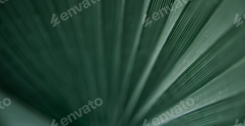 Preview: Close up of textural green leaves of palm tree.
