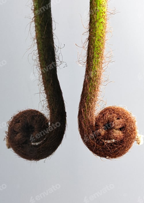 Preview: Closeup young leaf of fern with reflection on black acrylic board