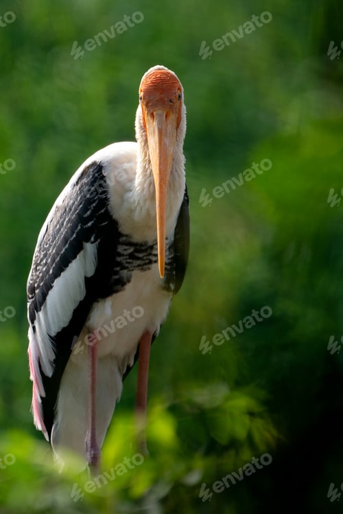 Preview: The painted stork (Mycteria leucocephala) is a large wader in the stork family.
