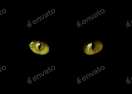Preview: Golden cat eyes visible in darkness. Halloween vibe