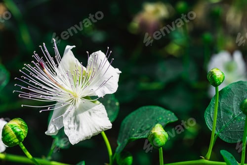 Preview: Closeup of a Caper bush, Capparis spinosa perennial plant flowers and buds