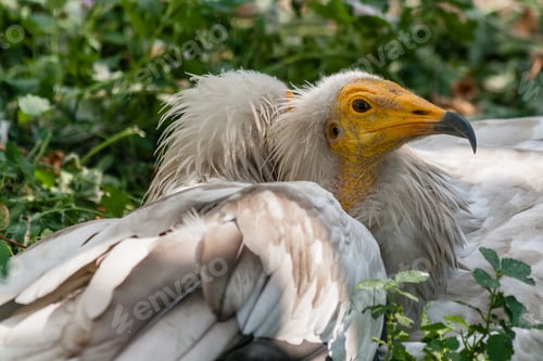 Preview: Common vulture (Neophron percnopterus)
