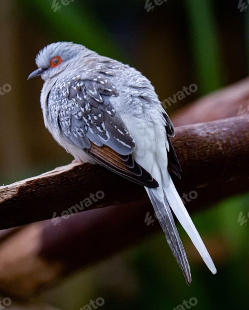 Preview: Closeup of a pretty Diamond dove perched on a tree branch outdoors