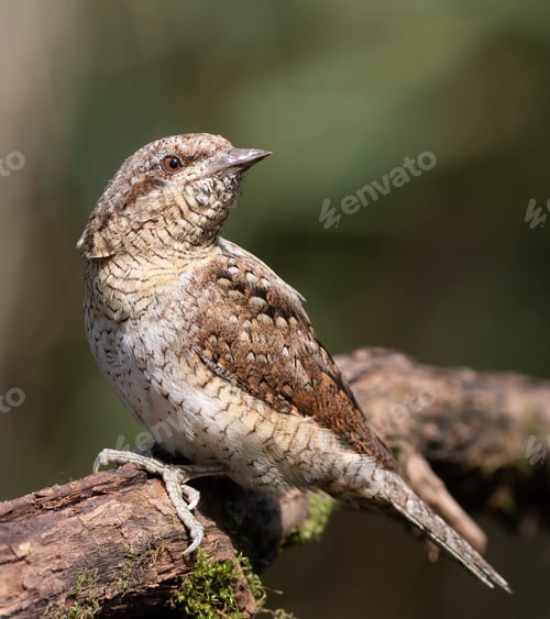 Preview: Eurasian wryneck, Jynx torquilla. The bird sits on a branch, turns around, looks to the side