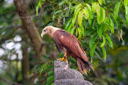 Preview: Brown Eagle Stands On A Rock