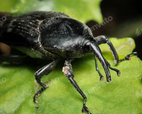Preview: a beetle is sitting on a leaf with long horns and black hair
