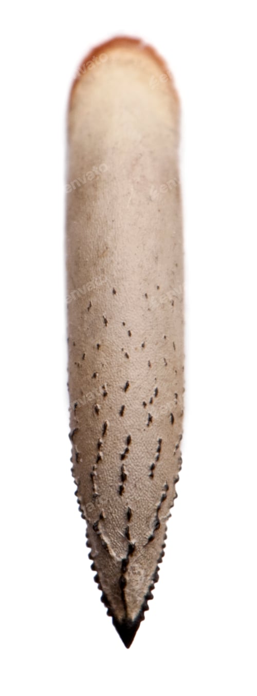 Preview: Abstract Close-Up of a Spiked Insect Larva