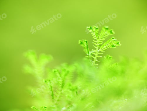 Preview: Green grass background