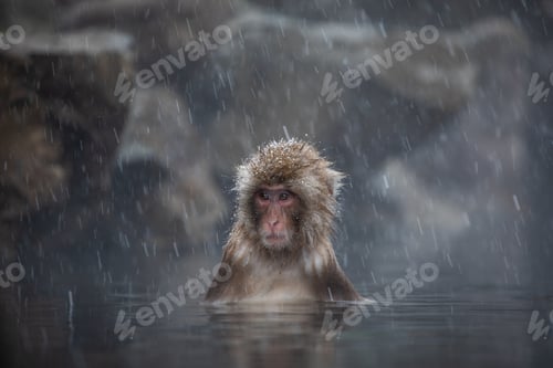 Preview: Snow monkey