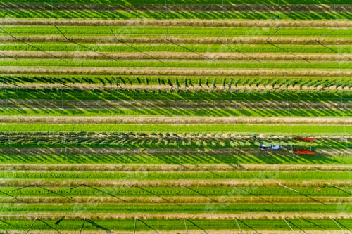 Preview: Germany, hop picking, aerial view