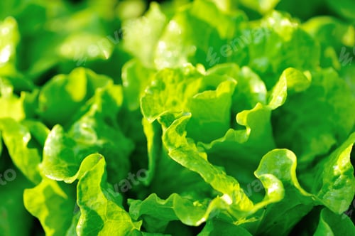 Preview: Beautiful lettuce crops in spring sunshine