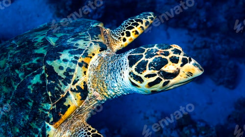 Preview: Green Turtle, Red Sea